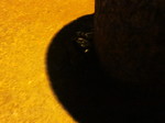 IMG_0261.JPG