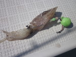 IMG_1614.JPG